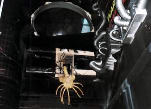 animatronic facehugger