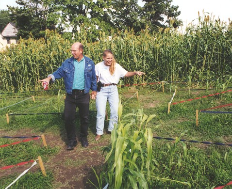 Color Maze, Howell Farm, 1999