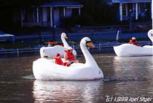 Swan Boats